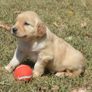 Golden Retriever Puppy Tessa