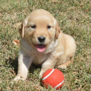 Golden Retriever Puppy Tessa