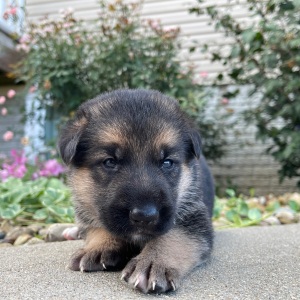 German Shepherd Dog Puppy Ida