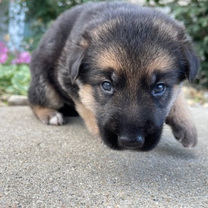 German Shepherd Dog Puppy Ida