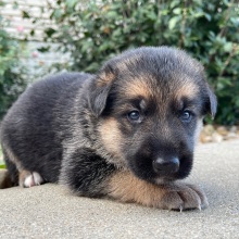 German Shepherd Dog Puppy Ida