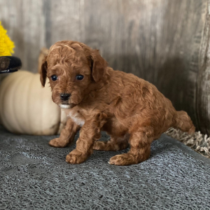 Poodle Puppy Dakota