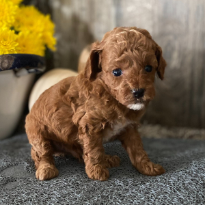 Poodle Puppy Dakota