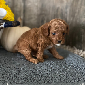 Poodle Puppy Dakota