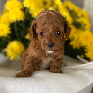 Poodle Puppy Dakota
