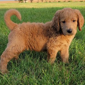 Labradoodle Puppy Cole