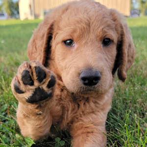 Labradoodle Puppy Cole
