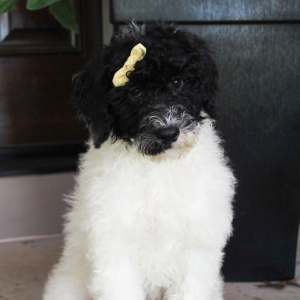 Portuguese Water Dog Puppy Sasha