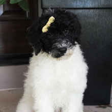 Portuguese Water Dog Puppy Sasha