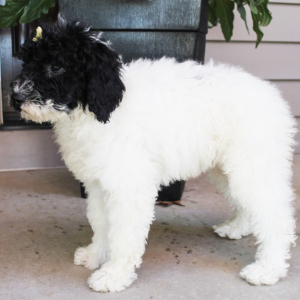 Portuguese Water Dog Puppy Sasha