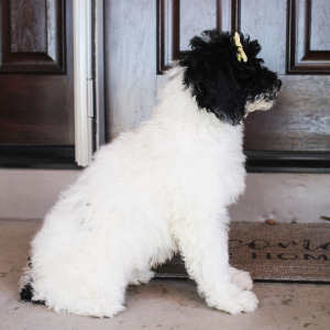 Portuguese Water Dog Puppy Sasha
