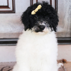Portuguese Water Dog Puppy Sasha