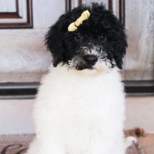 Portuguese Water Dog Puppy Sasha