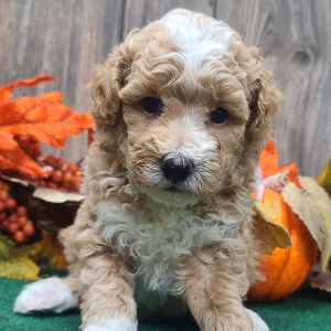 Poodle Puppy Henry