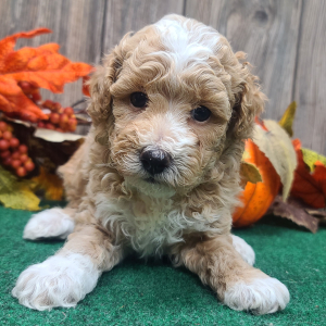 Poodle Puppy Henry