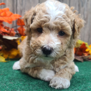Poodle Puppy Henry