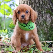 Cavalier King Charles Spaniel Puppy Astro