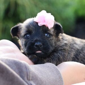 Cairn Terrier Puppy Shelby
