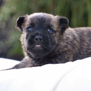 Cairn Terrier Puppy Shelby