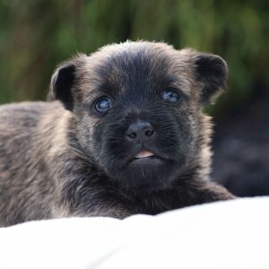 Cairn Terrier Puppy Shelby