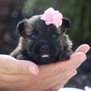 Cairn Terrier Puppy Shelby