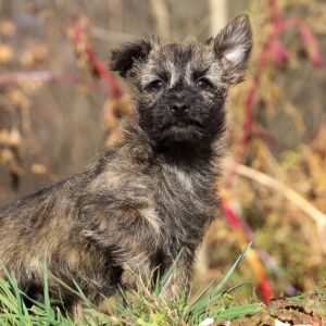Cairn Terrier Puppy Shelby