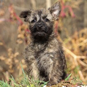 Cairn Terrier Puppy Shelby