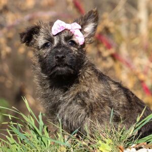 Cairn Terrier Puppy Shelby