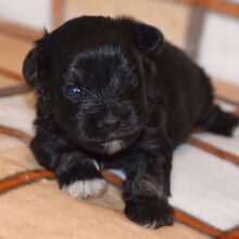 Miniature Schnauzer Puppy Davy