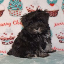 Miniature Schnauzer Puppy Davy
