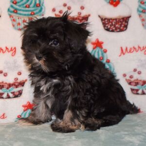 Miniature Schnauzer Puppy Davy