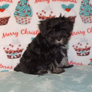 Miniature Schnauzer Puppy Davy