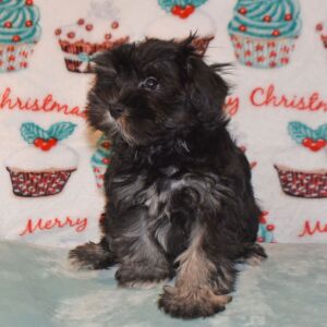 Miniature Schnauzer Puppy Davy