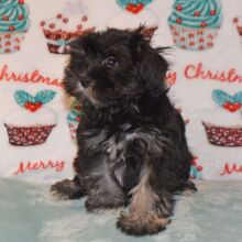 Miniature Schnauzer Puppy Davy
