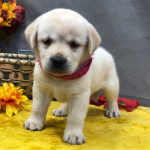 Labrador Retriever Puppy Snowflake