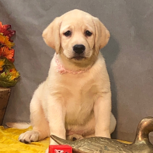 Labrador Retriever Puppy Snowflake