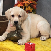 Labrador Retriever Puppy Snowflake