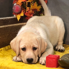 Labrador Retriever Puppy Snowflake