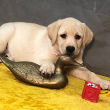 Labrador Retriever Puppy Snowflake