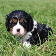 Cavalier King Charles Spaniel Puppy Lorelei
