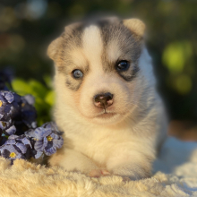 Pomsky Puppy Bronze