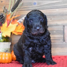 Labradoodle Puppy Beau