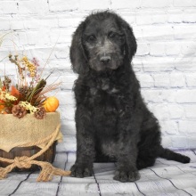 Labradoodle Puppy Beau