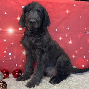 Labradoodle Puppy Beau