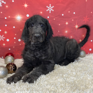 Labradoodle Puppy Beau
