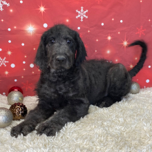 Labradoodle Puppy Beau