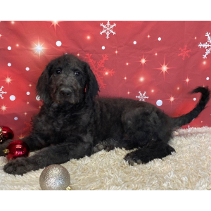 Labradoodle Puppy Beau