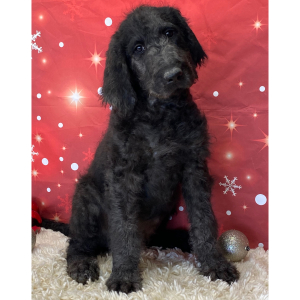 Labradoodle Puppy Beau