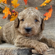 Goldendoodle Puppy Zig