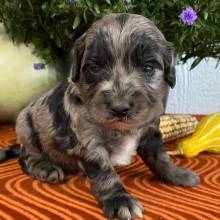Goldendoodle Puppy Willy